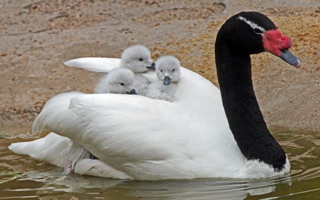 Swan babies pond rockwall redbeak free wallpaper - medium preview image