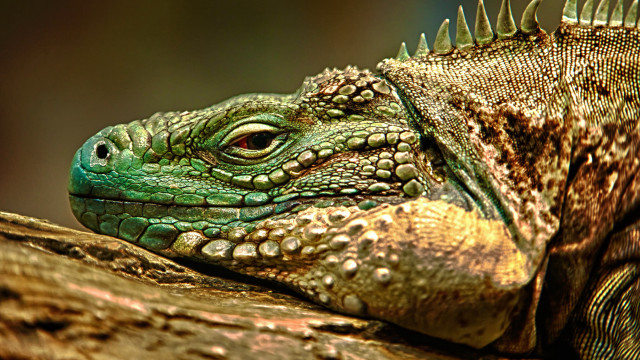 Lizard close up tree branch free wallpaper - medium preview image