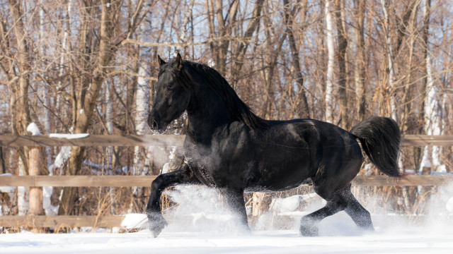 Black horse snow fence trees free wallpaper - medium preview image