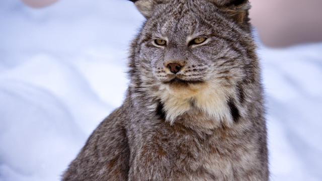 Cat closeup blurry background digital free wallpaper - medium preview image
