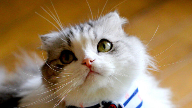 Cat collar looking up serious free wallpaper - medium preview image