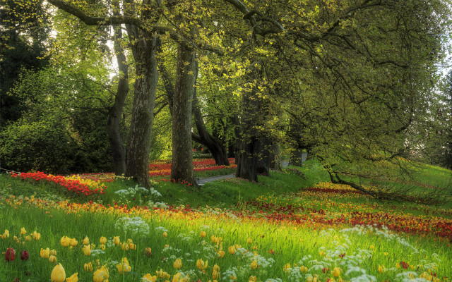 Flower field forest path bench free wallpaper - medium preview image