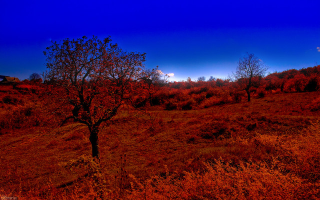 Autumn leaves bare tree sky free wallpaper - medium preview image