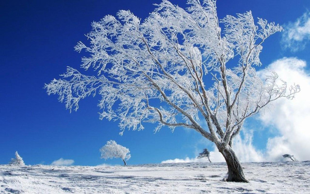 Snowy tree blue sky clouds free wallpaper - medium preview image