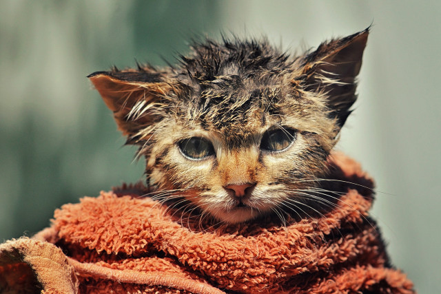 Kitten towel sad eyes florianne free wallpaper - medium preview image