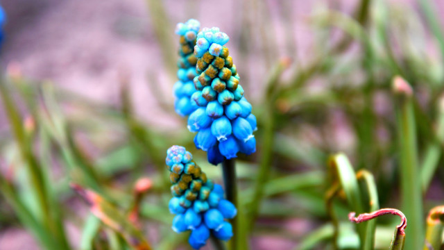 Blue flower bokeh glowstick macro free wallpaper - medium preview image