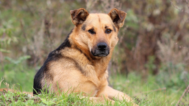 Dog sad lying in grass free wallpaper - medium preview image