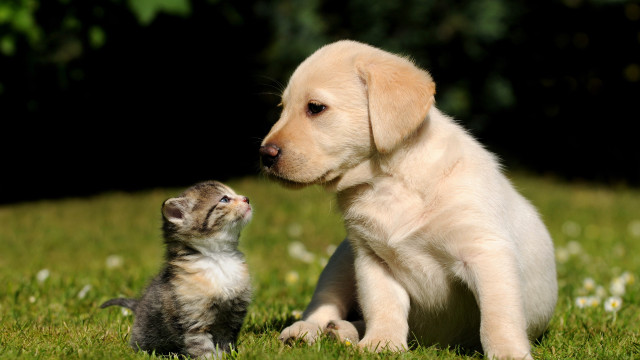 Puppy kitten playing grass blurry free wallpaper - medium preview image