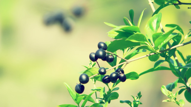 Branch berries blurry background nature free wallpaper - medium preview image