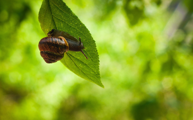 Snail greenleaf sunlight forest bokeh free wallpaper - medium preview image