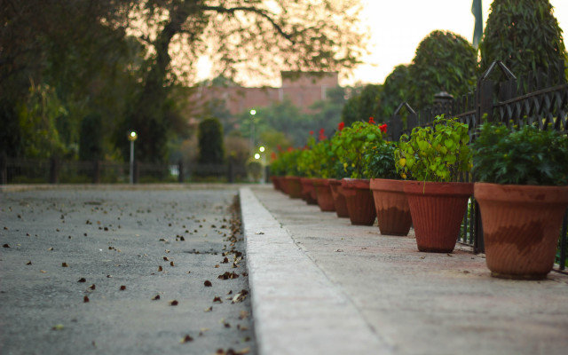 Potted plants road fence trees free wallpaper - medium preview image