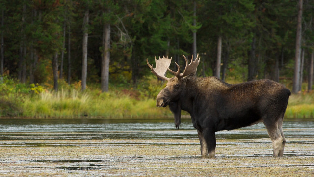 Moose river forest grass wildlife free wallpaper - medium preview image