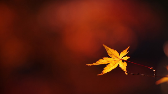 Single leaf night autumn butterfly free wallpaper - medium preview image