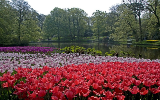 Flower field pond trees bloom free wallpaper - medium preview image