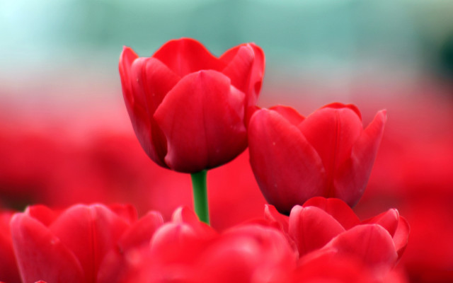 Red flowers bouquet macro shallow free wallpaper - medium preview image