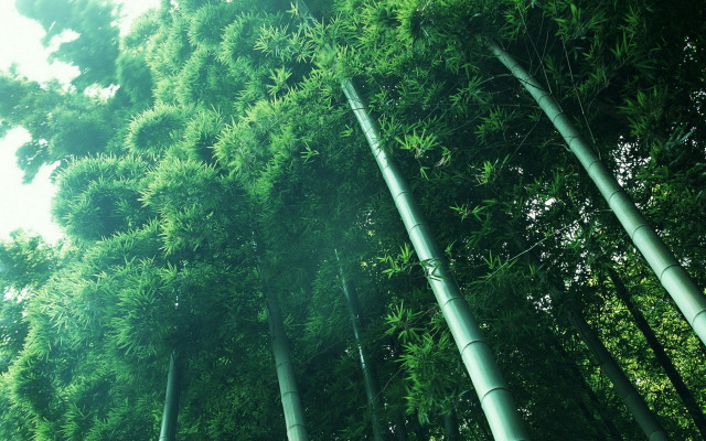 Bamboo forest nature night fireflies free wallpaper - medium preview image