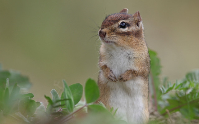 Curious squirrel tiltshift outdoors bamboo free wallpaper - medium preview image