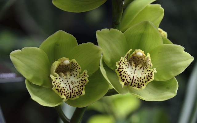 Green flower blackspot white spot free wallpaper - medium preview image