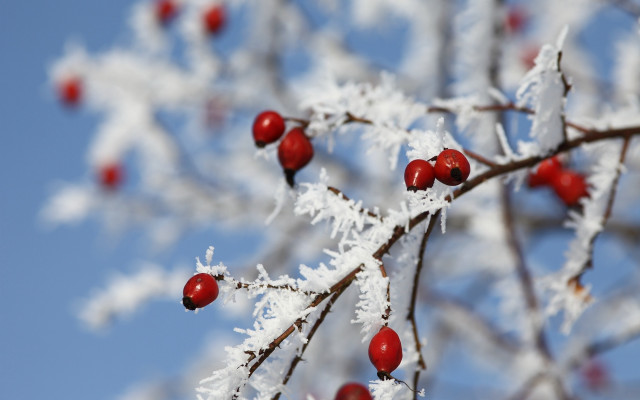 Snowy branch red berries blue free wallpaper - medium preview image