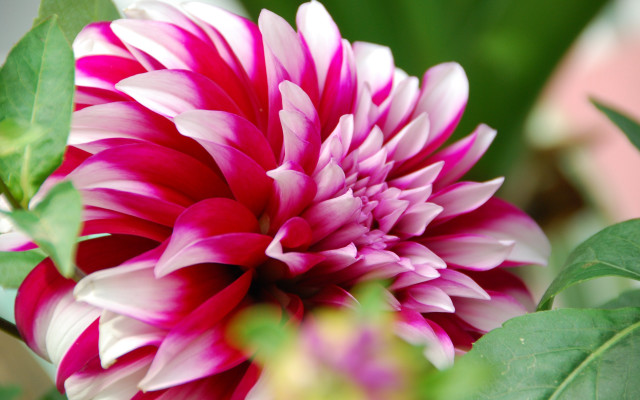 Pink white camellia lotus leaf free wallpaper - medium preview image