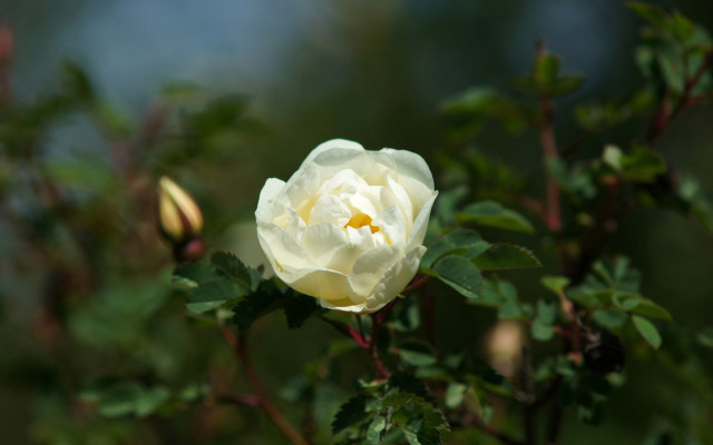 White flower yellow center macro #5 free wallpaper - medium preview image