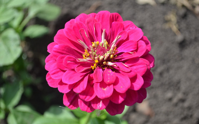 Pink flower garden blurry bokeh free wallpaper - medium preview image