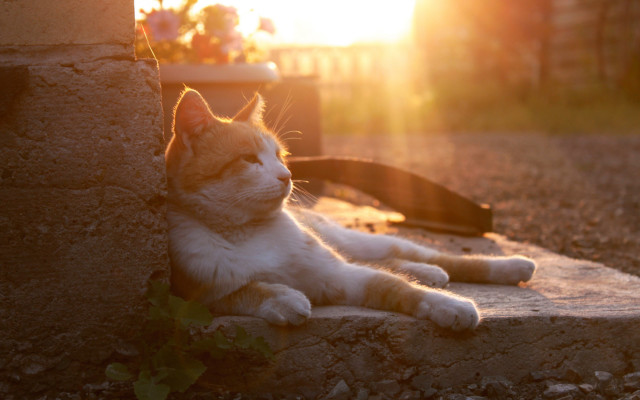 Cat wall flowerpot leash sunset free wallpaper - medium preview image