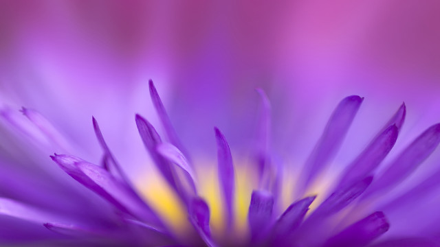 Purple flower yellow center macro #11 free wallpaper - medium preview image