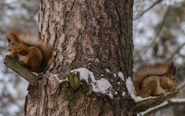 Red squirrels snow eating nuts free wallpaper - medium preview image