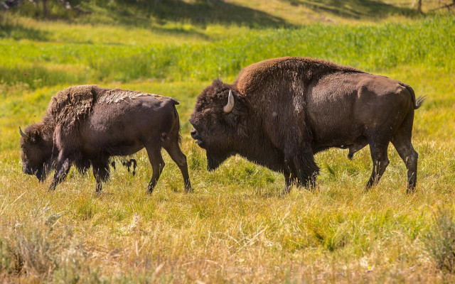 Bison grassy field hill nature free wallpaper - medium preview image