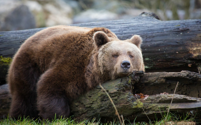 Brown bear leaning log sad free wallpaper - medium preview image