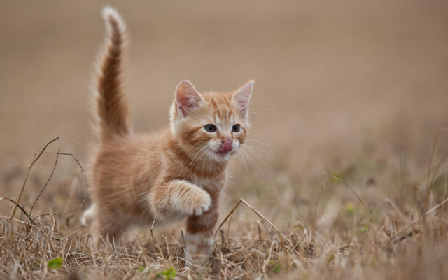 Small kitten walking dry grass #3 free wallpaper - medium preview image