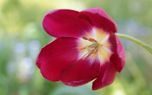 Red flower yellow center macro #4 free wallpaper - medium preview image