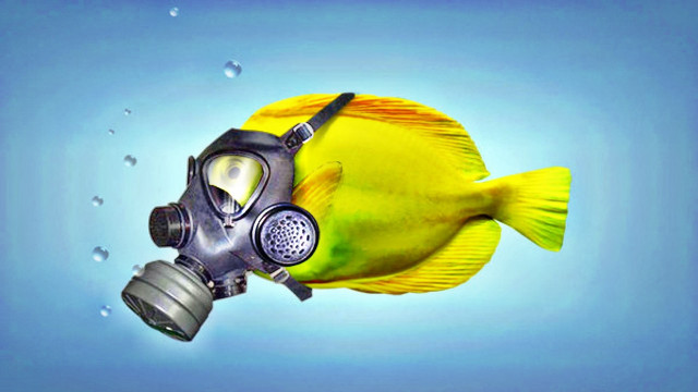 Yellow fish gas mask bubbles free wallpaper - medium preview image