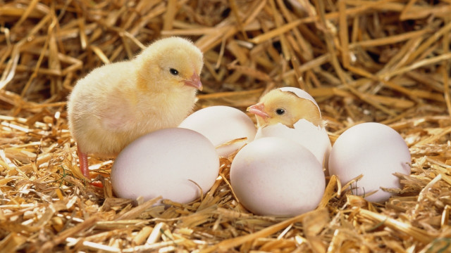 Eggs hay chicken autumn birds free wallpaper - medium preview image