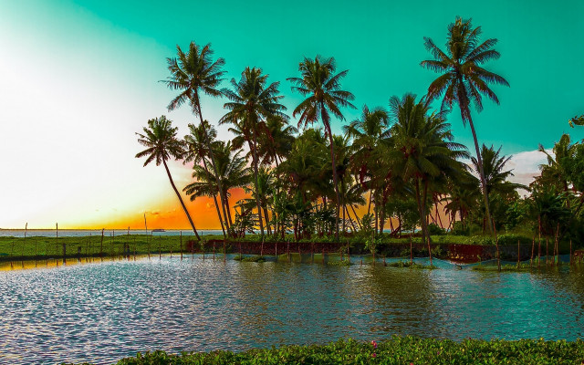 Pond palm trees sunset bamboo free wallpaper - medium preview image