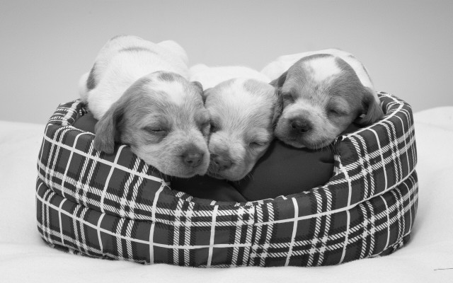 Puppies sleeping blackwhite bed elk free wallpaper - medium preview image