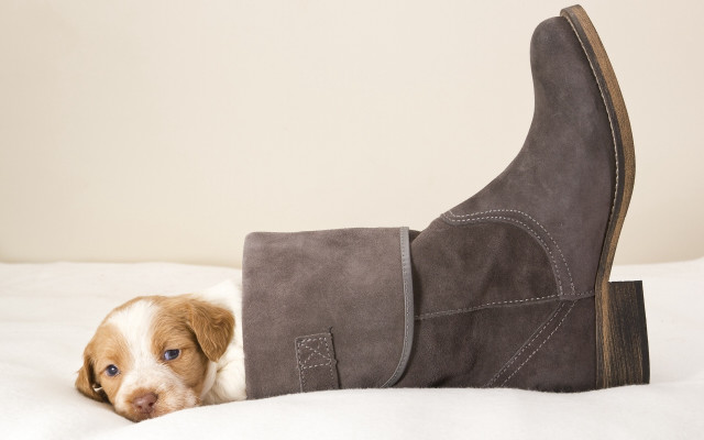 Puppy boot head bed blue free wallpaper - medium preview image
