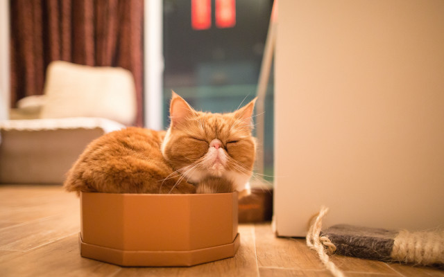 Cat sleeping cardboard box blurry free wallpaper - medium preview image