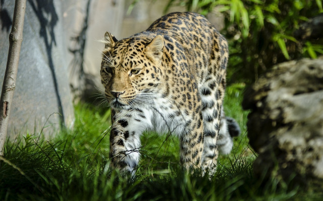 Leopard forest camouflage nature dirt free wallpaper - medium preview image