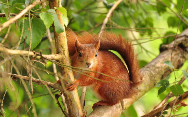 Squirrel concerned on branch nature free wallpaper - medium preview image