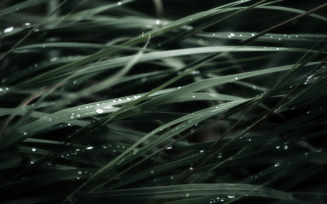 Grass water drops macro nature free wallpaper - medium preview image