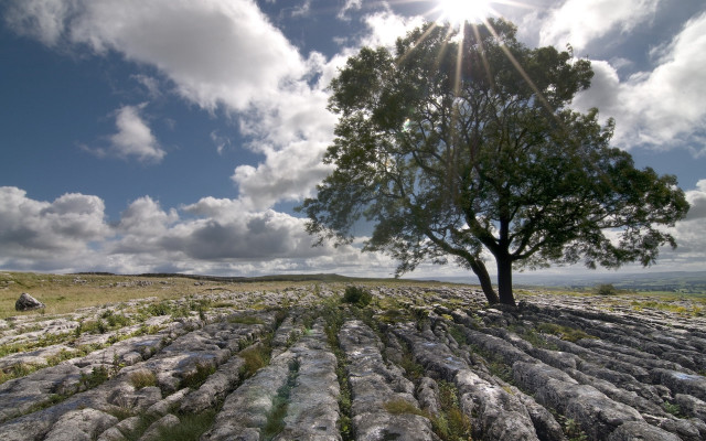 Lone tree field rocks grass free wallpaper - medium preview image
