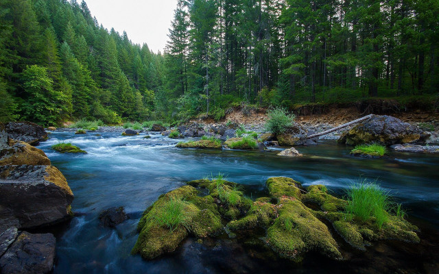 River forest mossy rocks nature free wallpaper - medium preview image