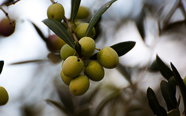 Olives branch leaves berries photorealism free wallpaper - medium preview image