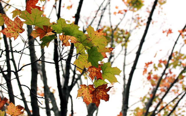 Autumn tree leaves pumpkin window free wallpaper - medium preview image