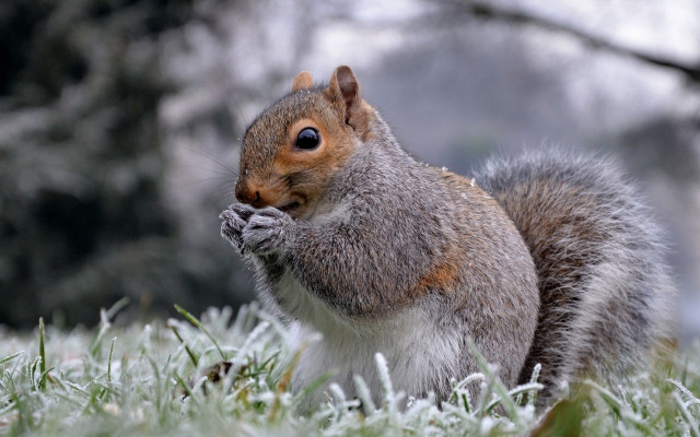 Frosty squirrel eating grass winter #2 free wallpaper - medium preview image