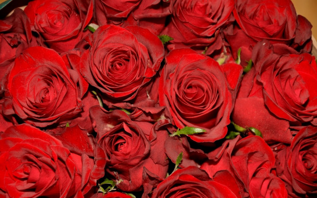 Red roses vase floral background free wallpaper - medium preview image