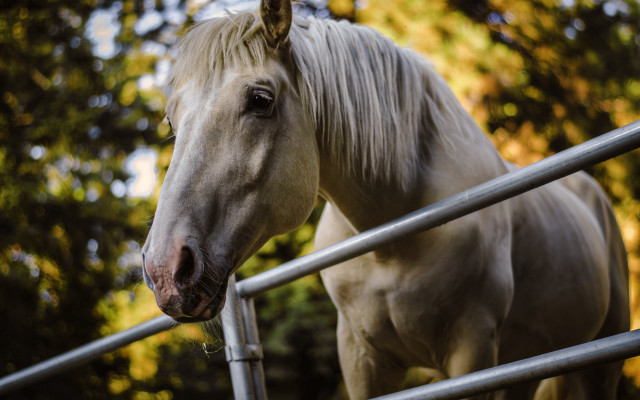 White horse fence forest blurry free wallpaper - medium preview image