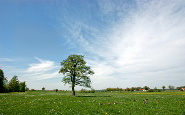Lone tree field blue sky #6 free wallpaper - medium preview image